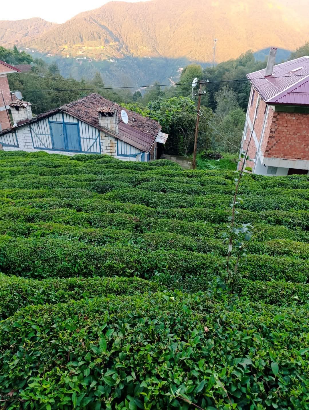 ÇAY TÜRKİYE'YE NEZAMAN GETİRİLDİ?