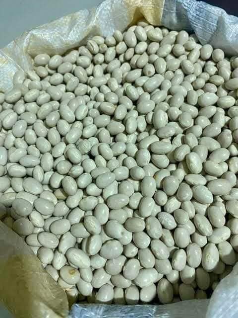 Akkuş Fasulyesi Türkiye Markası Oldu