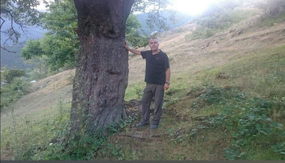 MESUDİYE ENALAN KÖYÜNÜN 500 YILLIK ARMUT AĞACI