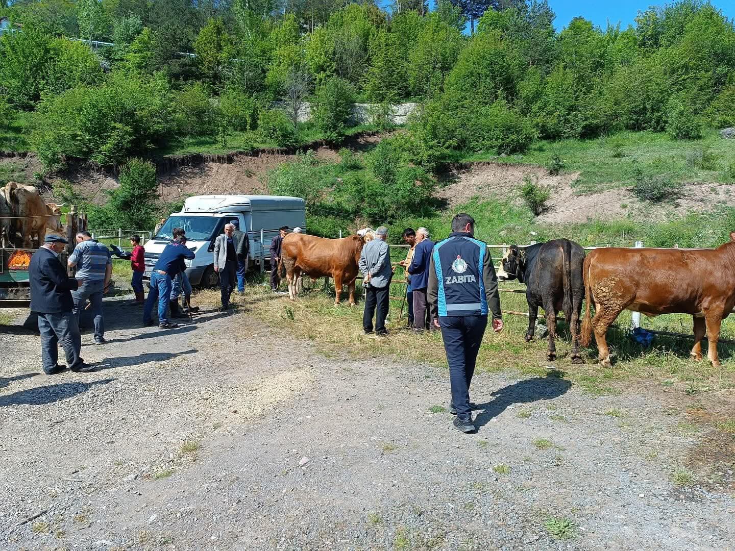 MESUDİYE CANLI HAYVAN PAZARI HAREKETLENDİ MESUDİYE CANLI HAYVAN PAZARI HAREKETLENDİ